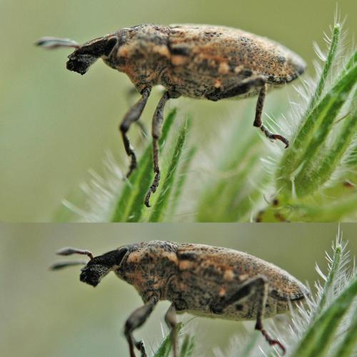 Pachycerus sp.